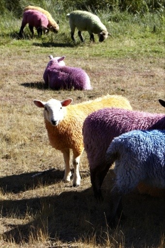 Colourful sheep add to the magical landscape of the festival (Picture: Jonathan Birch)